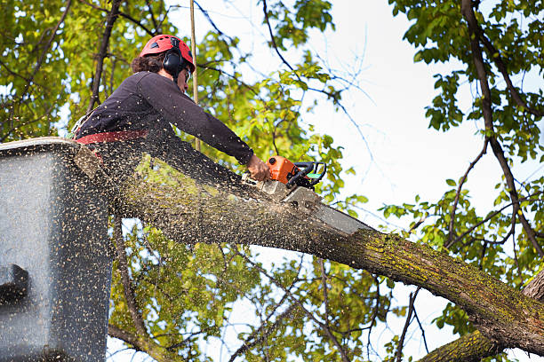 Best Arborist Services Near Me  in Moose Lake, MN